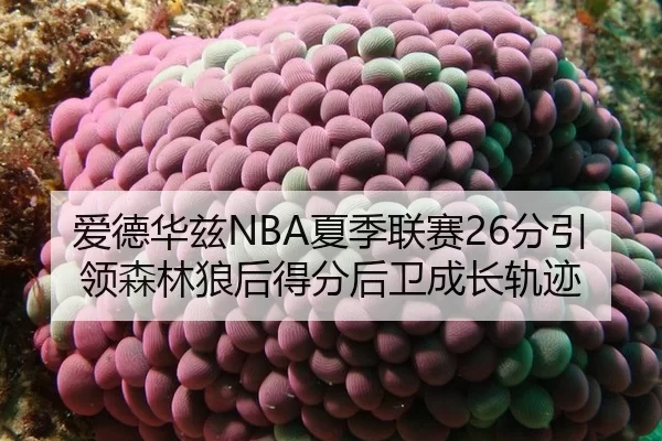 爱德华兹NBA夏季联赛26分引领森林狼后得分后卫成长轨迹
